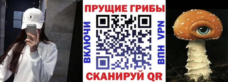 хочу   Губаха  кракен как войти  Галлюциногенные грибы Magic Shrooms 